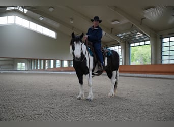 Tinker Mix, Stute, 7 Jahre, 152 cm, Schecke