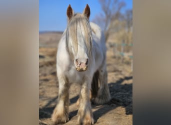 Tinker, Stute, 7 Jahre, 152 cm, White