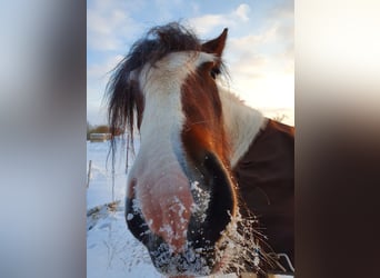 Tinker, Stute, 7 Jahre, 154 cm, Schecke