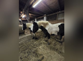Tinker, Stute, 7 Jahre, 158 cm, Schecke