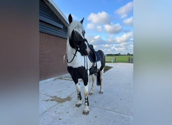 Tinker Mix, Stute, 7 Jahre, 162 cm, Schecke
