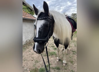 Tinker Mix, Stute, 7 Jahre, 162 cm, Schecke