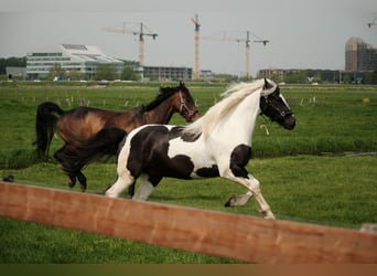 Tinker Mix, Stute, 7 Jahre, 162 cm, Schecke