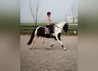 Tinker Mix, Stute, 7 Jahre, 162 cm, Schecke