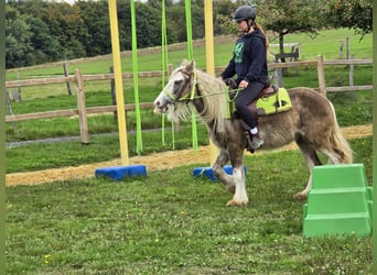 Tinker, Stute, 7 Jahre, Palomino