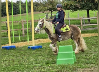 Tinker, Stute, 7 Jahre, Palomino