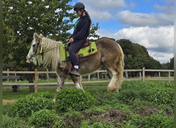 Tinker, Stute, 7 Jahre, Palomino