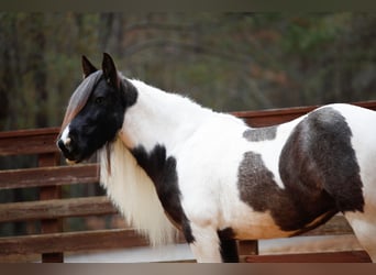 Tinker, Stute, 7 Jahre, Roan-Blue