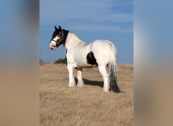 Tinker, Stute, 7 Jahre, Schecke