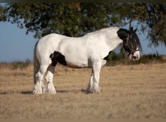 Tinker, Stute, 7 Jahre, Schecke