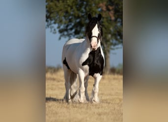 Tinker, Stute, 7 Jahre, Schecke