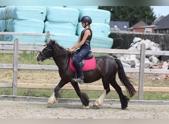 Tinker, Stute, 8 Jahre, 124 cm, Rappe