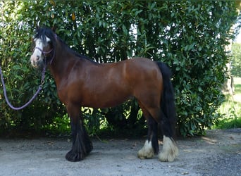 Tinker, Stute, 8 Jahre, 126 cm, Brauner