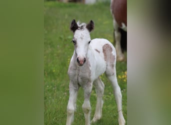 Tinker, Stute, 8 Jahre, 127 cm, Schecke