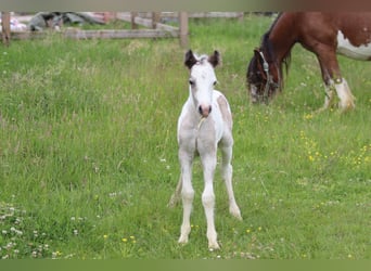 Tinker, Stute, 8 Jahre, 127 cm, Schecke