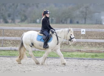 Tinker, Stute, 8 Jahre, 128 cm, Cremello