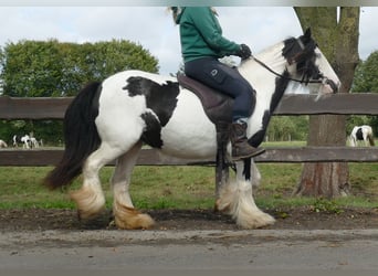 Tinker, Stute, 8 Jahre, 128 cm, Schecke