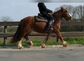 Tinker, Stute, 8 Jahre, 130 cm, Fuchs