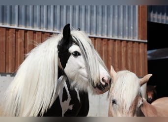 Tinker, Stute, 8 Jahre, 130 cm, Schecke