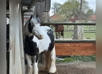 Tinker, Stute, 8 Jahre, 130 cm, Schecke