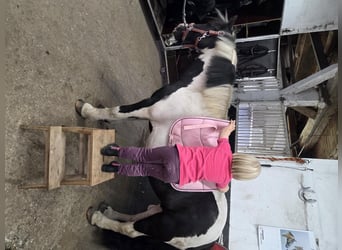 Tinker, Stute, 8 Jahre, 130 cm, Schecke