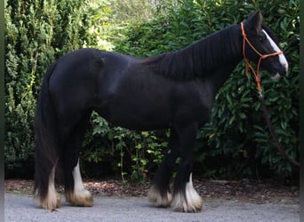 Tinker, Stute, 8 Jahre, 133 cm, Rappe