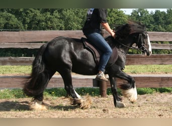 Tinker, Stute, 8 Jahre, 133 cm, Rappe
