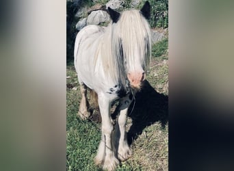 Tinker Mix, Stute, 8 Jahre, 135 cm, Schecke