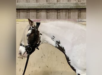 Tinker, Stute, 8 Jahre, 135 cm, Schecke