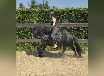 Tinker, Stute, 8 Jahre, 136 cm, Rappe