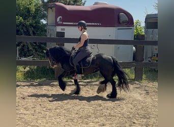 Tinker, Stute, 8 Jahre, 136 cm, Rappe