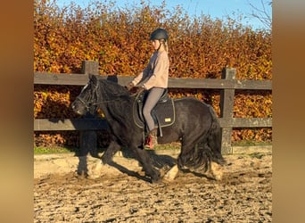 Tinker, Stute, 8 Jahre, 137 cm