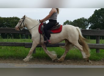 Tinker, Stute, 8 Jahre, 137 cm, Palomino