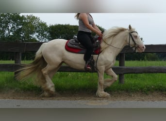 Tinker, Stute, 8 Jahre, 137 cm, Palomino