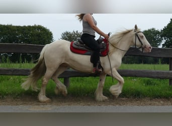 Tinker, Stute, 8 Jahre, 137 cm, Palomino