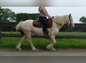 Tinker, Stute, 8 Jahre, 137 cm, Palomino