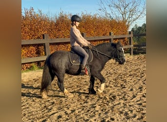 Tinker, Stute, 8 Jahre, 137 cm, Rappe