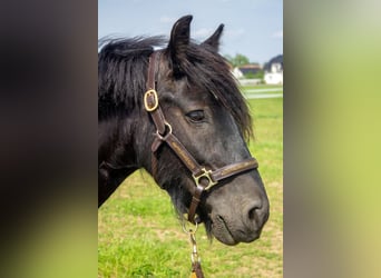 Tinker, Stute, 8 Jahre, 138 cm, Rappe