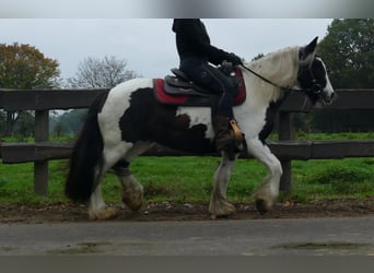 Tinker, Stute, 8 Jahre, 139 cm, Schecke