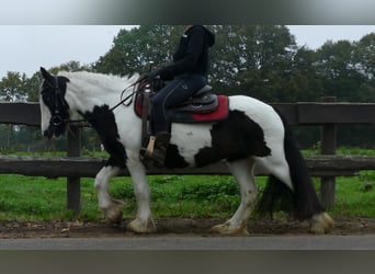 Tinker, Stute, 8 Jahre, 139 cm, Schecke