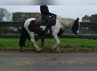 Tinker, Stute, 8 Jahre, 139 cm, Schecke