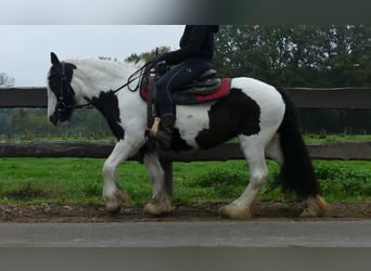Tinker, Stute, 8 Jahre, 139 cm, Schecke