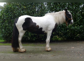 Tinker, Stute, 8 Jahre, 139 cm, Schecke