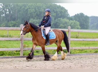 Tinker, Stute, 8 Jahre, 140 cm, Brauner