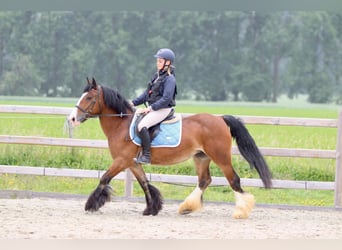 Tinker, Stute, 8 Jahre, 140 cm, Brauner