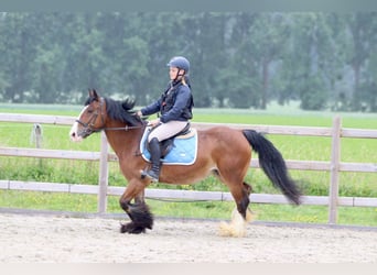 Tinker, Stute, 8 Jahre, 140 cm, Brauner