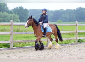 Tinker, Stute, 8 Jahre, 140 cm, Brauner