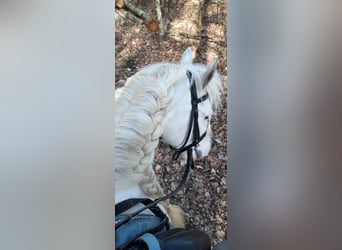 Tinker, Stute, 8 Jahre, 140 cm, Kann Schimmel werden