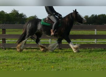 Tinker, Stute, 8 Jahre, 140 cm, Rappe