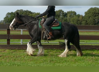 Tinker, Stute, 8 Jahre, 140 cm, Rappe
